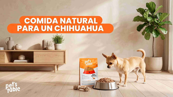 Conoce la Mejor Comida Natural para un Chihuahua - Pet's Table