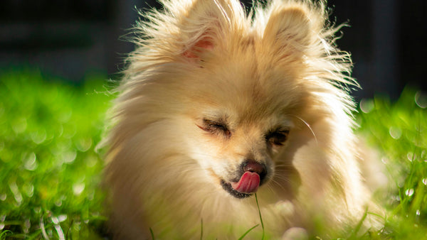 Coprofagia en perros: Descubre sus causas, prevención y cómo la alimentación natural puede ayudar - Pet's Table