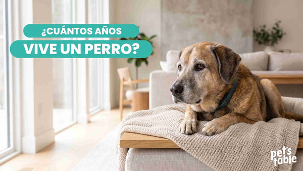 ¿Cuántos años vive un perro? Descubre todas la claves para cuidar bien de su bienestar y alargar su vida perruna - Pet's Table