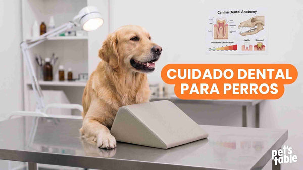 La verdad sobre el cuidado de los dientes de los perros - Pet's Table