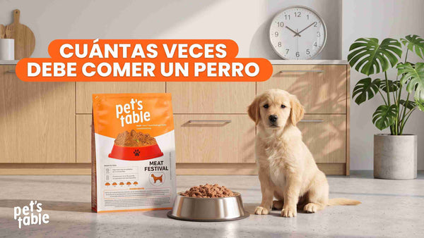 ¿Cuántas veces debe comer un perro? Te contamos todo acerca de una alimentación correcta y balanceada - Pet's Table