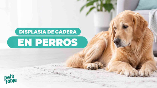 Displasia de cadera en perros: Cómo prevenirla, sus causas y cómo la alimentación natural puede ayudar - Pet's Table
