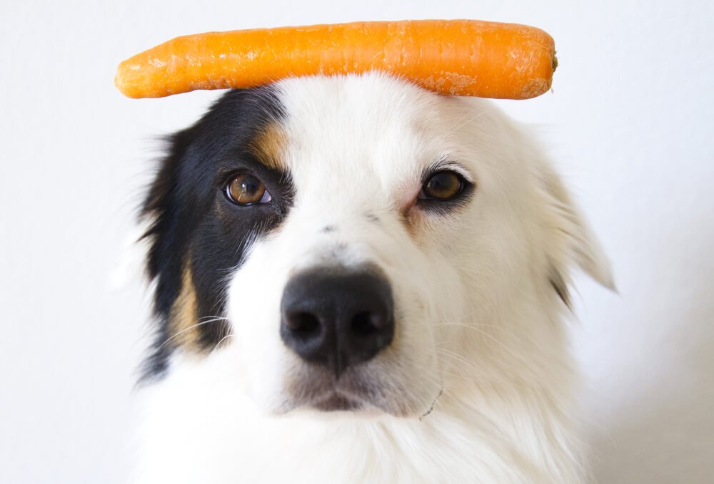 las zanahorias son malas para tu perro