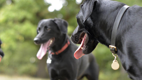 Descubre qué es y cómo afecta el golpe de calor en perros - Pet's Table