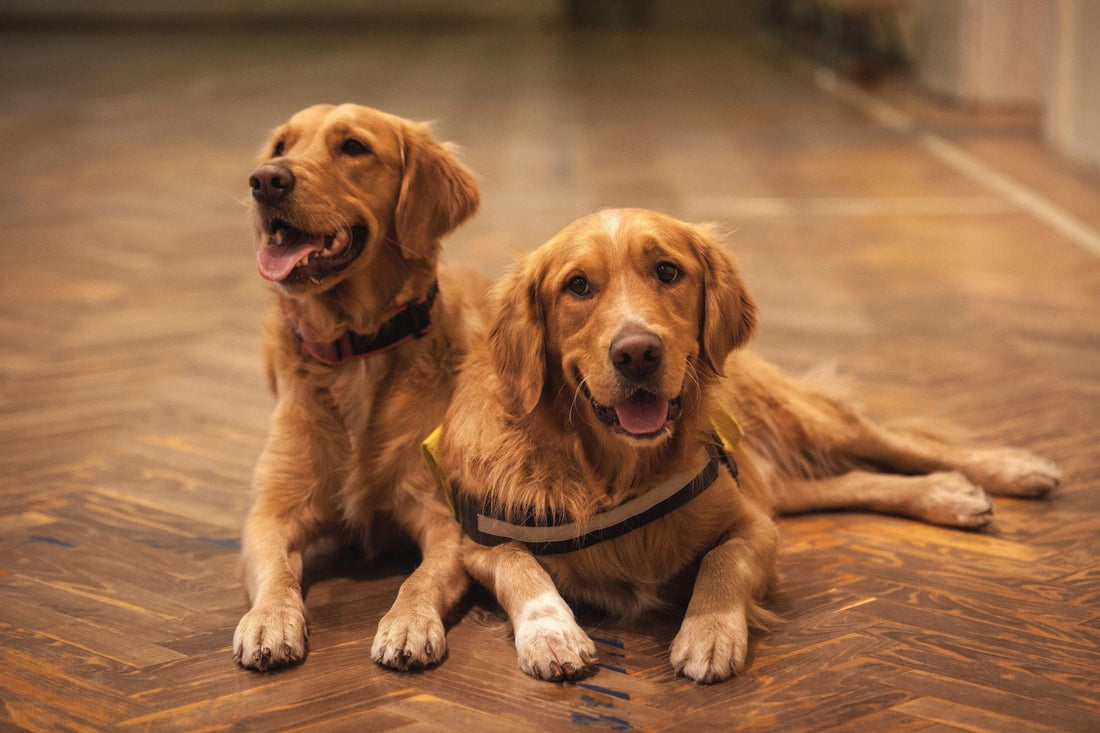 Nombres para perros hermanos: ¡Ideas para Dos Perros Inseparables! - Pets Table