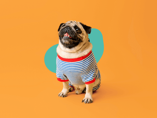 Perros Pug, una raza de perro pequeña pero con una gran personalidad - Pet's Table