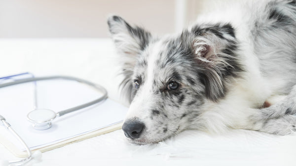 Descubres las enfermedades de perros que más afectan su organismo y cómo prevenirlas - Pet's Table