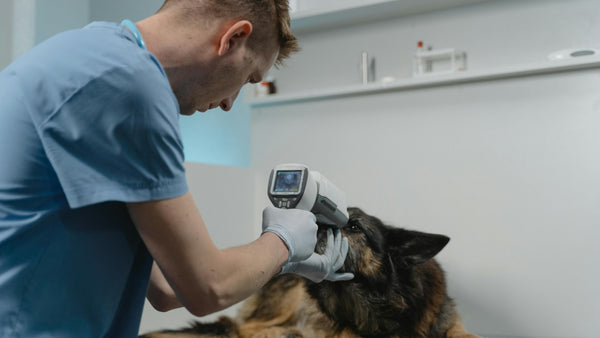 Fiebre en perros: Descubre su causa, prevención y algunos cuidados extras para tu peludo - Pet's Table