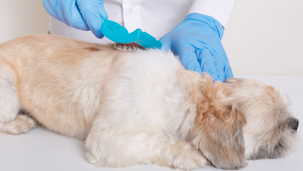 Descubre todo lo que está relacionado con las garrapatas y perros - Pet's Table