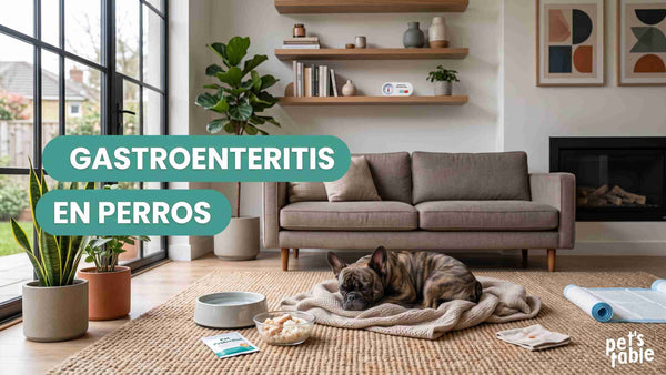 Gastroenteritis en perros ¿Qué debes saber y cómo ayudar a prevenirla? - Pet's Table