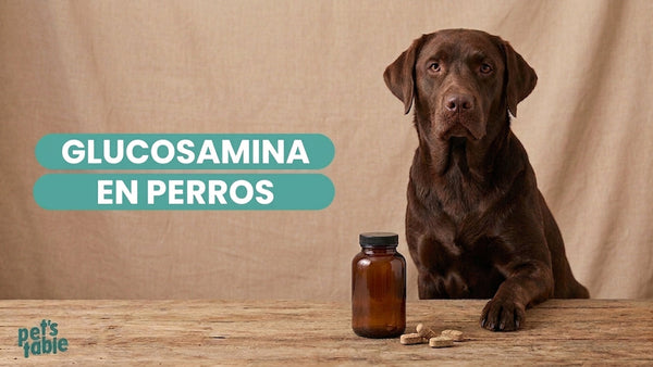 Glucosamina para perros: ¿Qué es y de qué le sirve a tu peludito? - Pet's Table