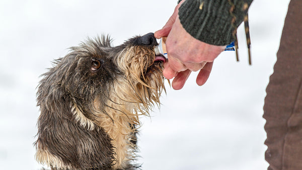 Glucosamina para perros: ¿Qué es y de qué le sirve a tu peludito? - Pet's Table
