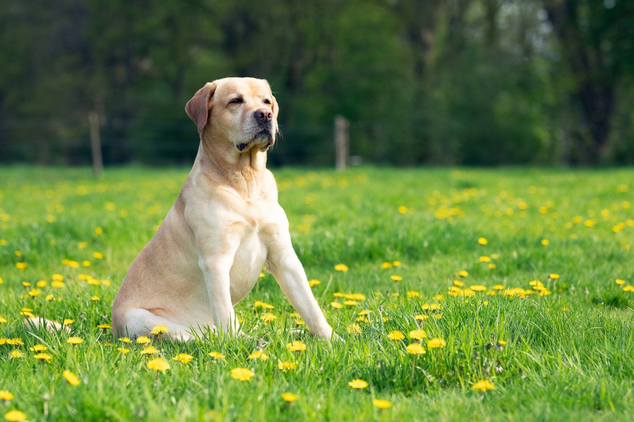 es labrador bueno para la familia