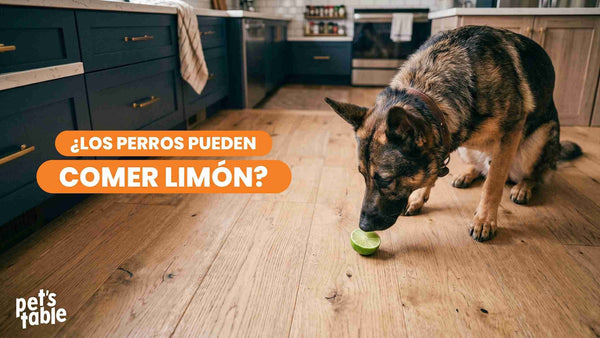 ¿Los perros pueden comer limón? Te contamos sus riesgos y las desventajas que puede tener en tu perro.