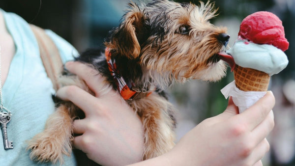¿Los perros pueden comer helado? Beneficios y riesgos - Pet's Table