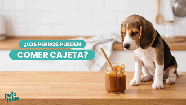 ¿Los perros pueden comer cajeta? Beneficios y riesgos - Pet's Table