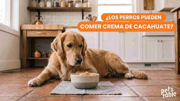 ¿Es buena la crema de cacahuate para perros? Aquí te contamos la verdad - Pet's Table