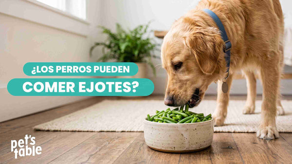 ¿Los perros pueden comer ejotes? Conoce sus potenciales beneficios y los riesgos posibles para tu perro - Pet's Table