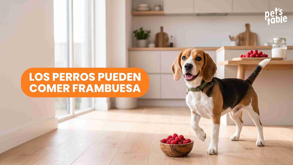 ¿Los perros pueden comer frambuesas rojas? Conoce sus beneficios y posibles riesgos para tu perrito - Pet's Table