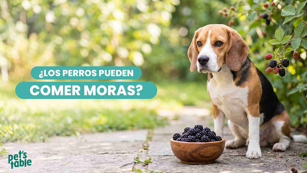 ¿Los perros pueden comer moras? Descubre sus beneficios, las porciones recomendadas y sus posibles riesgos - Pet's Table