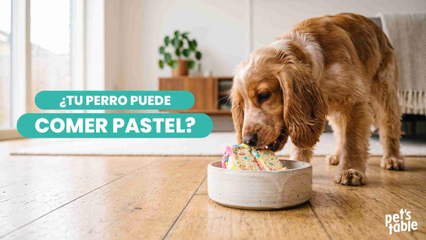 ¿Los perros pueden comer pastel? Descubre los beneficios y los riesgos para tu peludito - Pet's Table