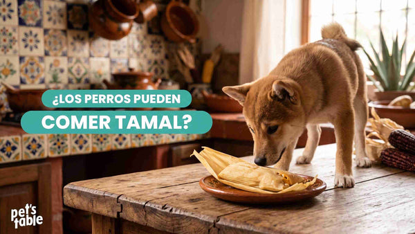 ¿Pueden los perros comer tamal? Descubre sus riesgos y sus prevenciones - Pet's Table