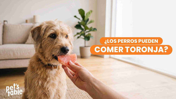 Descubre si los perros pueden comer toronja de forma segura y sin riesgos - Pet's Table
