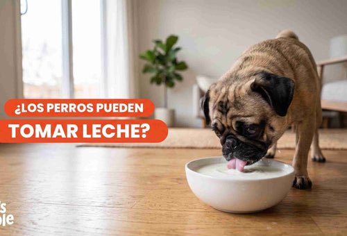 Los perros pueden comer