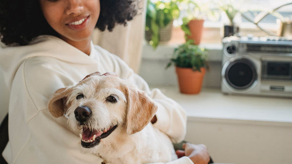 Adoptar un perro: Todo lo que debes saber antes de dar el paso - Pet's Table