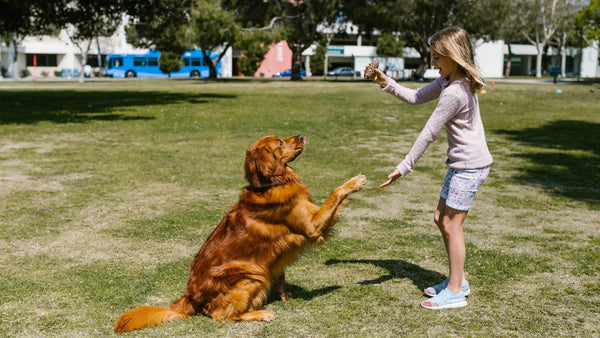 Las mejores razas de perros familiares: Descubre las razas más amigables y seguras para las familias y los niños - Pet's Table