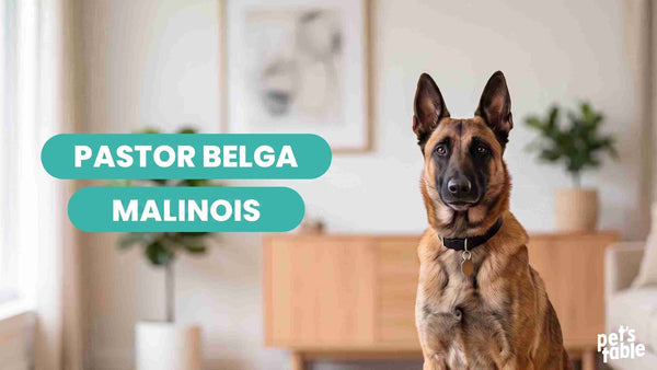 Pastor Belga Malinois, una raza inteligente y leal, ideal para familias activas - Pet's Table
