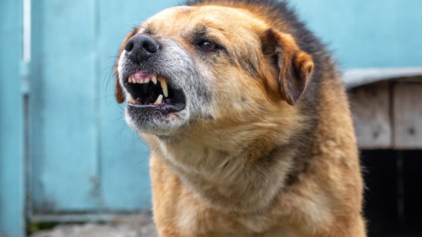 rabia en perros: Descubre cómo evitar y combatir esta enfermedad efectivamente - Pet's Table