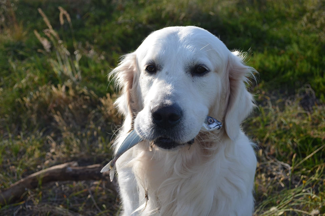 ¿Los perros pueden comer pescado? Consejos y beneficios - Pet's Table