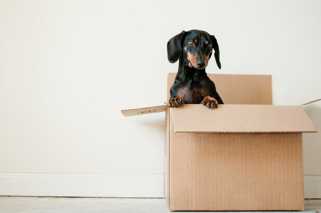 ¿Mudanza con tu Perro? Conoce estos consejos para ti y tu peludito - Pet's Table