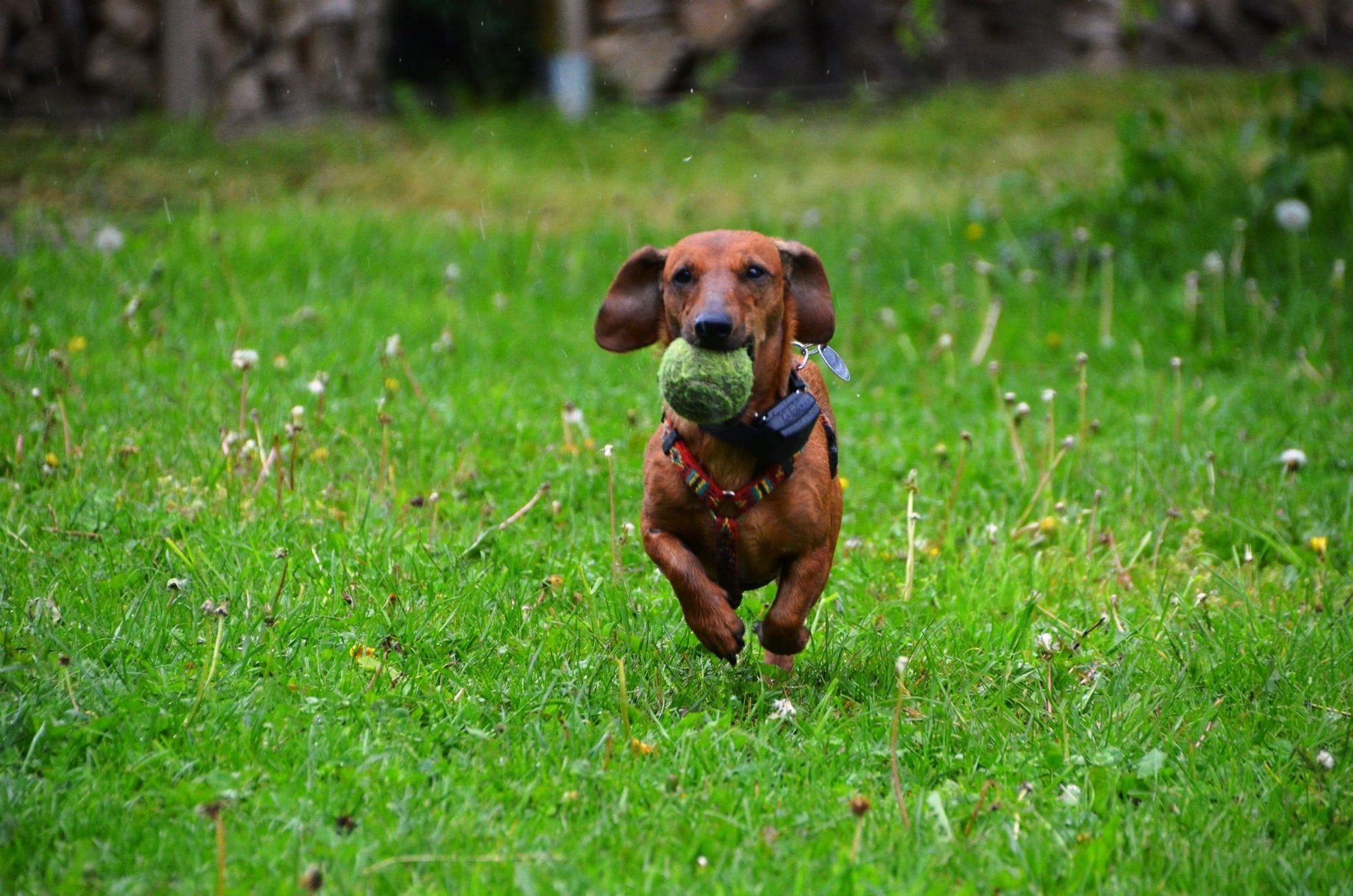 es un perro salchicha un buen perro