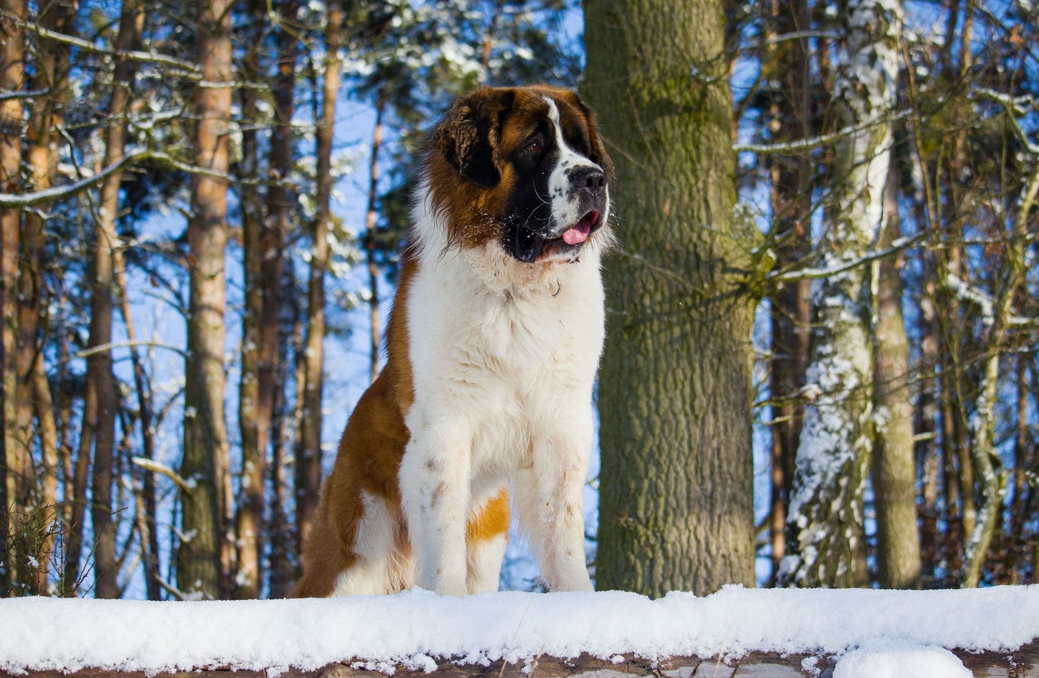 Mascotas XXL: Las 10 Razas de Perros Más Grandes del Mundo – Pets Table