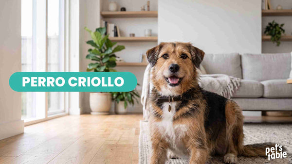 Perro Criollos: Descubre todo lo relacionado con esta raza - Pet's Table