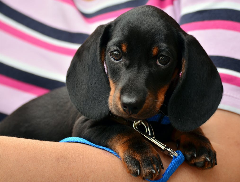 Perro Salchicha, ¿Qué debo saber del Dachshund? - Pet's Table