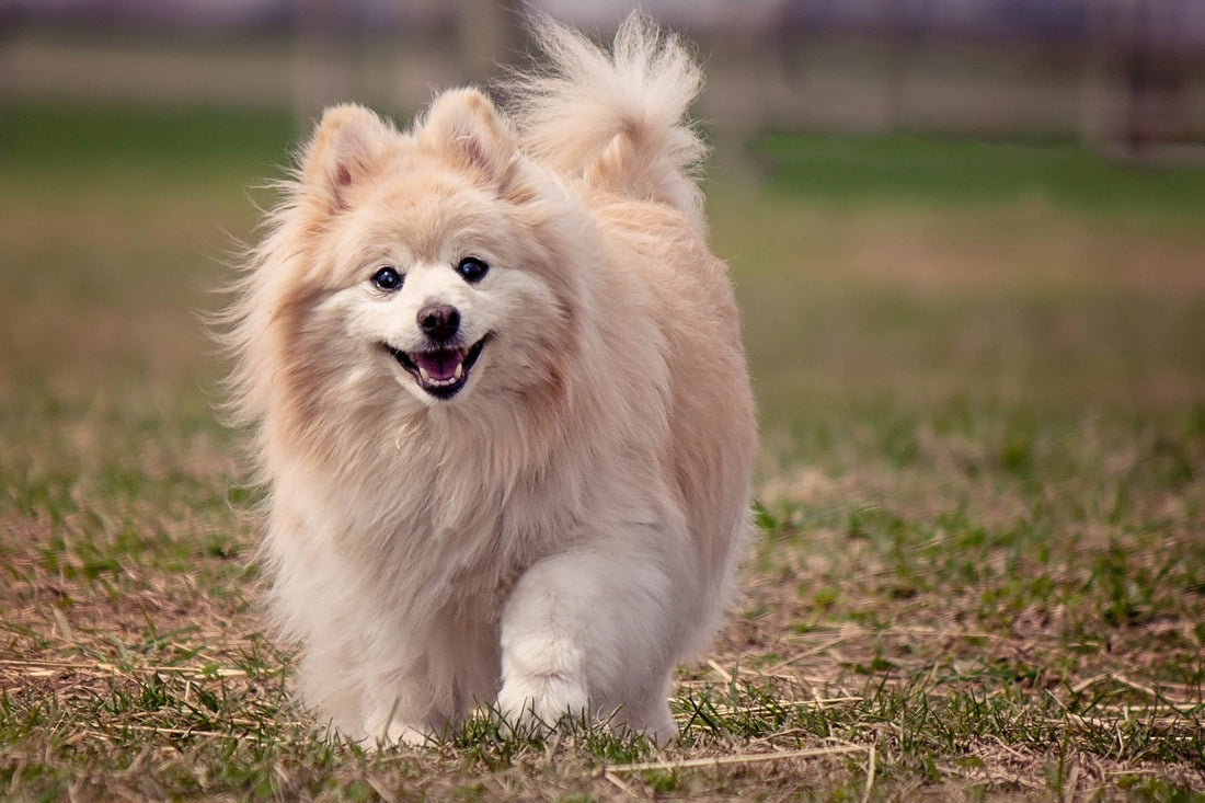 Secretos de la Raza Pomerania: ¿Qué Debes Saber? - Pets Table