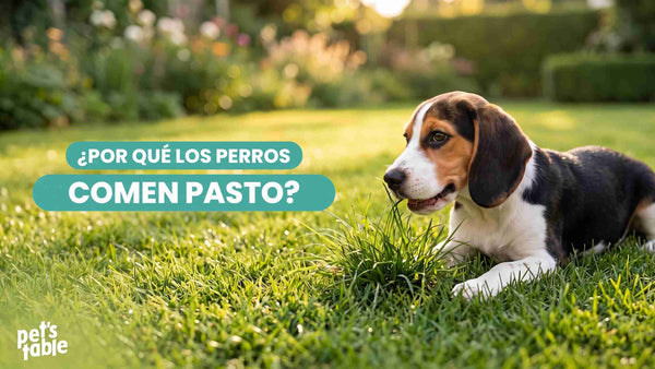 Descubre por qué los perros comen pasto habitualmente y si esto tiene algún riesgos - Pet's Table
