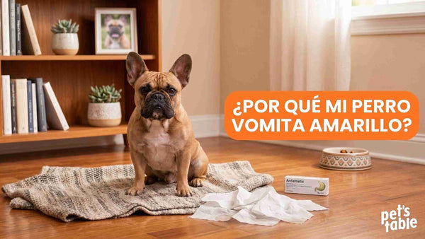¿Por qué mi perro vomita amarillo? Descubre la respuesta a esta pregunta tan común entre papás perrunos - Pet's Table