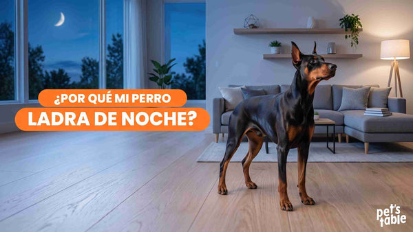 ¿Por qué los perros ladran de noche? Descubre todos los motivos y las razones que hay detrás de esta acción tan común - Pet's Table