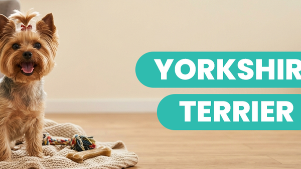 Yorkshire Terrier: Descubre el origen, los cuidados y la alimentación sobre esta raza - Pet's Table