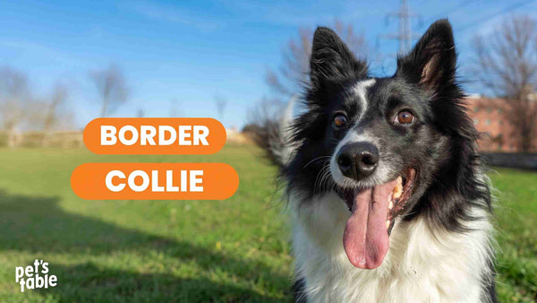 Border Collie: Conoce sus características y cómo cuidarlo correctamente - Pets Table