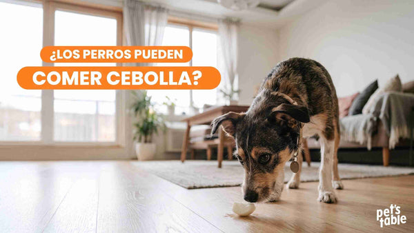 ¿Puede comer cebolla un perro? Descubre toda la verdad - Pet's Table