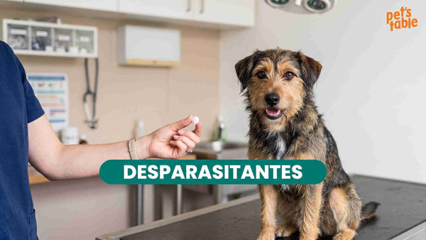 Descubre todo lo necesario sobre la desparasitación en perros y cuándo es necesaria - Pet's Table