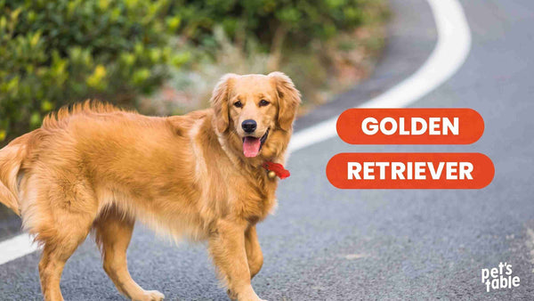 Información sobre el perro Golden Retriever - Pet's Table