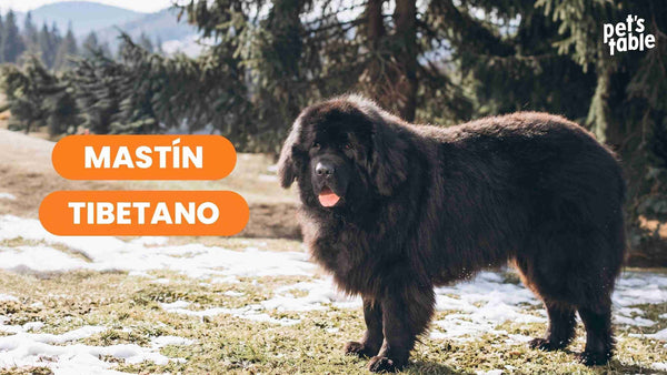 Todo sobre el Mastín Tibetano, desde su historia hasta sus cuidados - Pet's Table