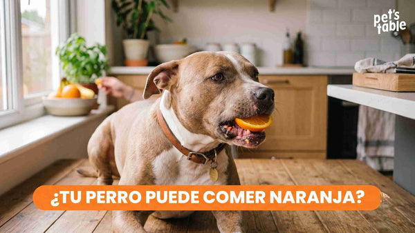 ¿Los perros pueden comer naranja? Descúbrelo aquí - Pet's Table