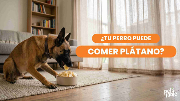 ¿Los perros pueden comer plátano? Descubre sus beneficios y sus riesgos - Pet's Table